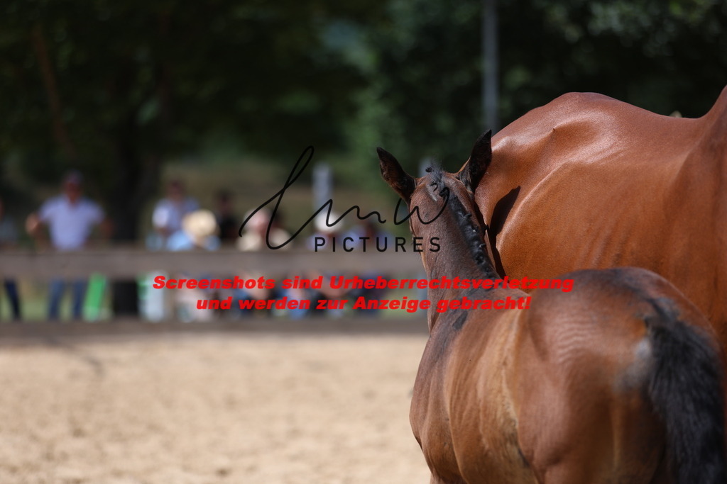 Fohlenschau_Schwäbisch_Hall_springbetonte_Fohlen_KN 26_7 | lmwpictures - Realisiert mit Pictrs.com