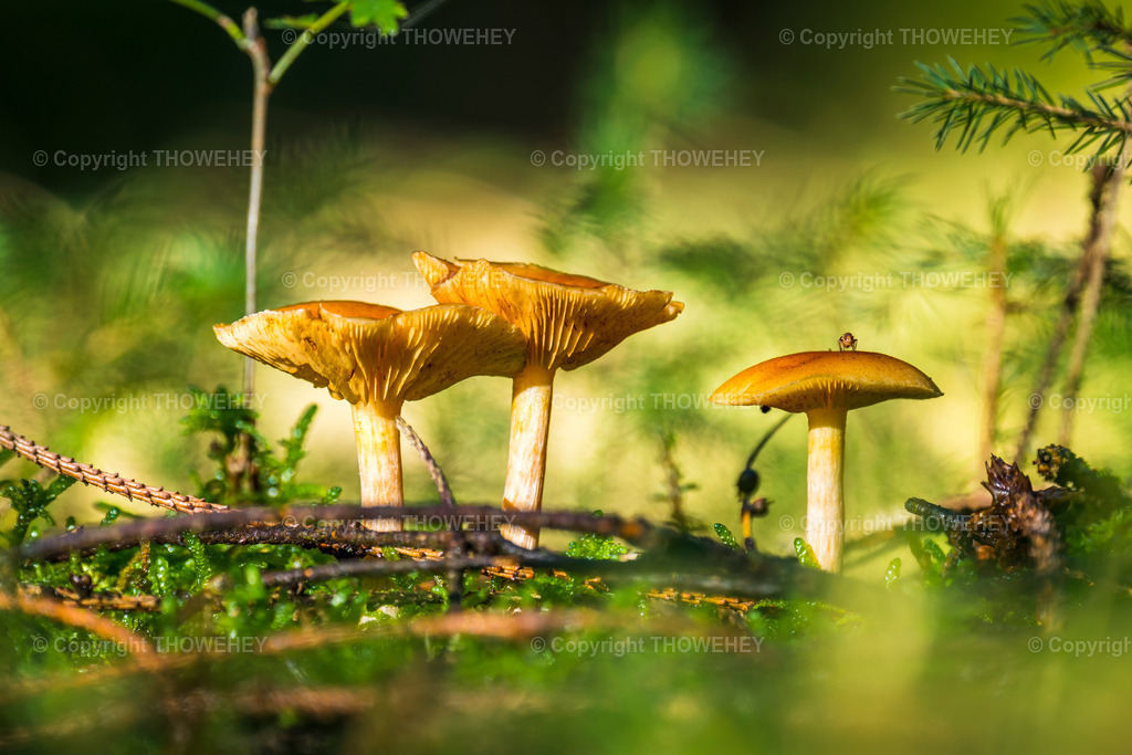 _1011165-HDR | thowehey - Realisiert mit Pictrs.com