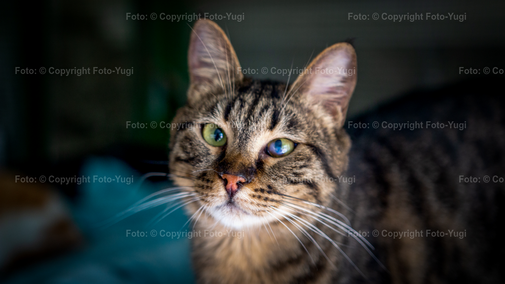 IMG_5778 | Ansichten aus Würzburg sind Sehenswürdigkeiten die vom Herrn Ugur Yurdagül (foto-yugi) fotografiert und bearbeitet wurden.
Die Bilder wurden dem Komposition entsprechend bearbeitet und können als Print- oder Onlinemedien verwendet werden.