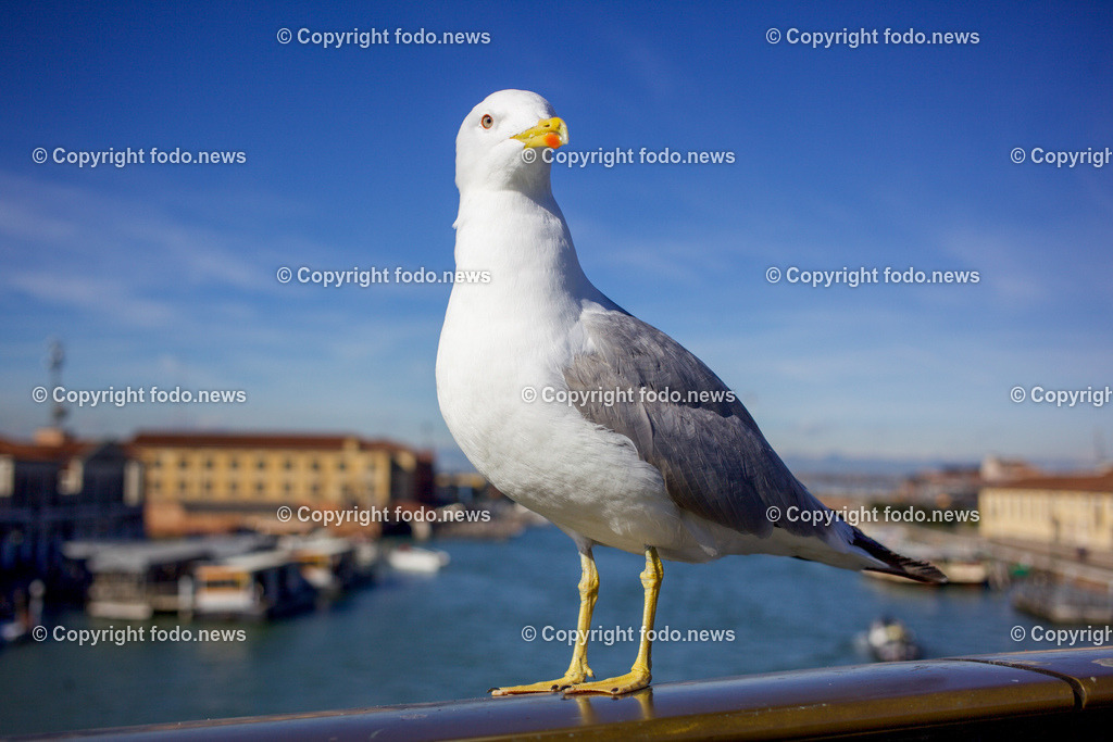 Venedig_ Stadtansichten_ Karneval_ 14.02.2024-13 | 14.02.2024, Italien, ITA, Venetien, Venedig, im Bild Moewe, Möwe, Wasservogel, Venedig, Stadtansichten, Touristen, venezianisch, Reise, Venedig, Venezia, Venetien, Stadtansicht, Adria, Lagune, Pfahlbauten, Italien, Hochwasser, Creativ, Kreativ