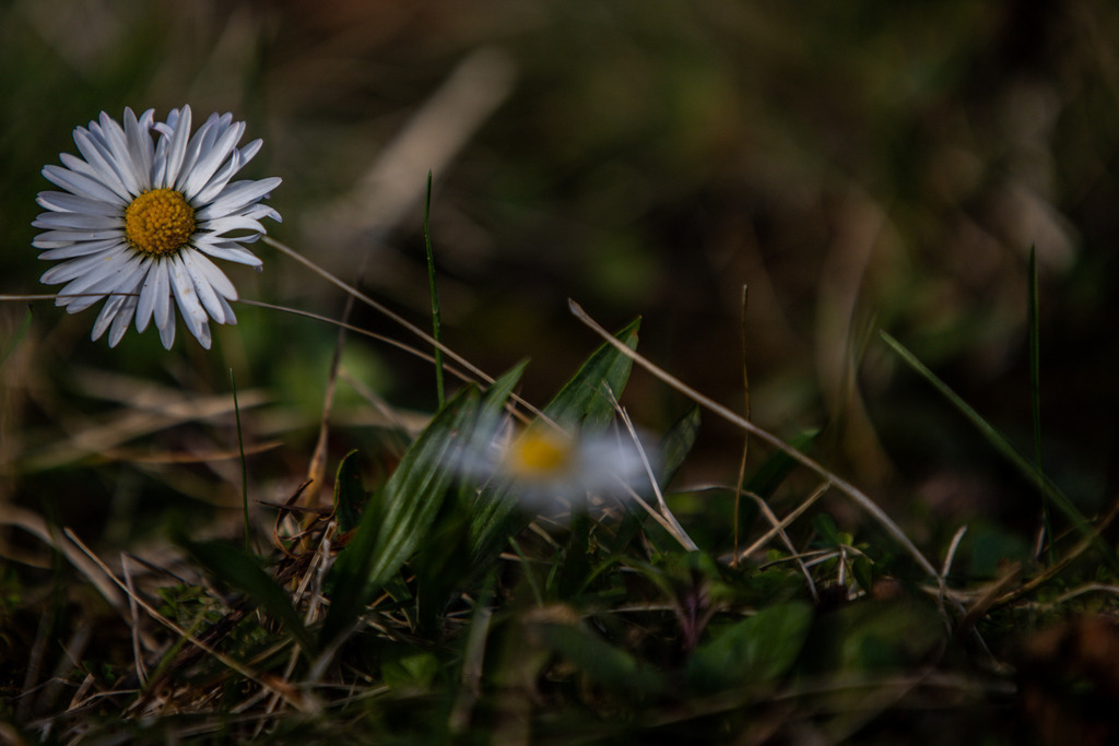 IMG_2184 | ehrlichefotos - Realisiert mit Pictrs.com