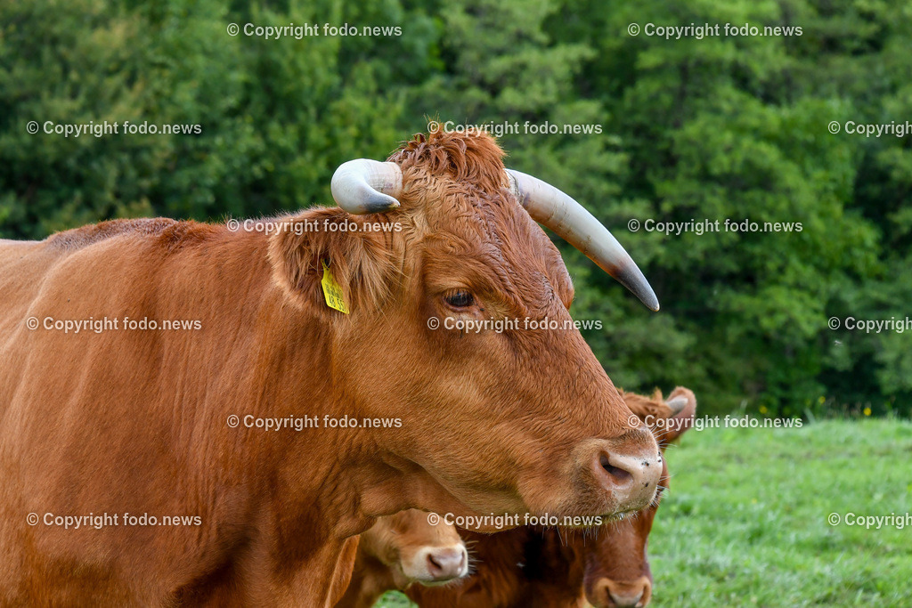 Deutschland_ Baden-Wuerttemberg_ Weilheim an der Teck_ 13.09.2025-5 | 13.09.2025, Deutschland, GER, Baden-Wuerttemberg, Weilheim an der Teck am Fuße der Schwaebischen Alb, im Bild Themenbild, Kuh, Kuehe, Rind, Rinder, Hoerner, Weide, Wiese, Landwirtschaft, Tier, Natur, gruene Wiese, Bauernhof, Ohrmarken, Tierhaltung, Landleben, Sommer, Landschaft, Landwirtschaftsbetrieb, Feature, Symbolbild