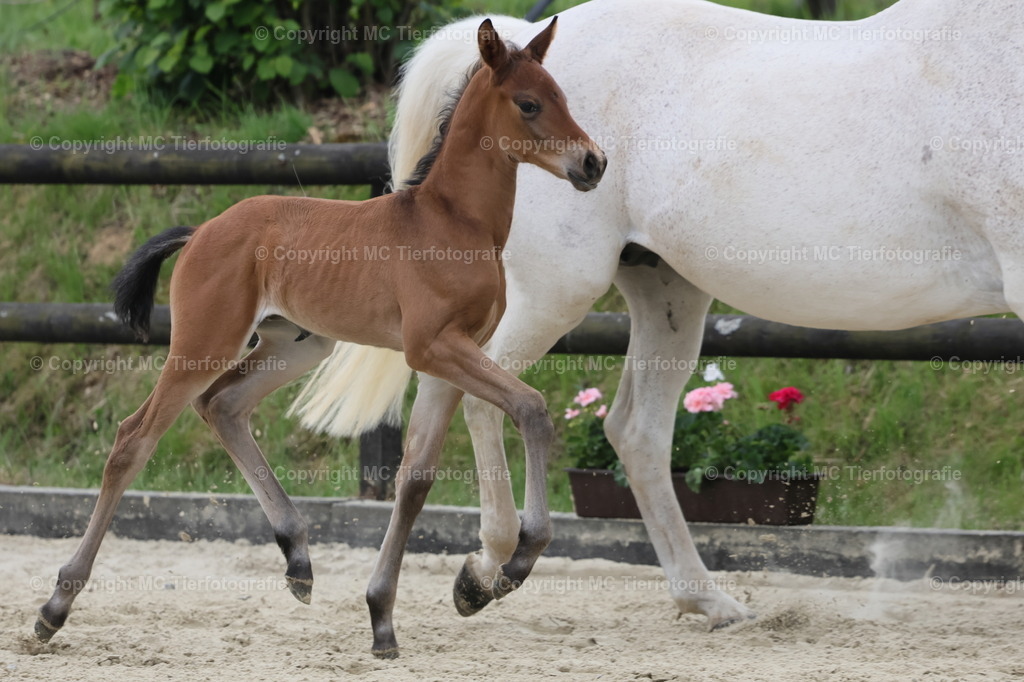 TrakFohlenschHennef17052025MC3H5A6863B | Pferdefotos online bestellen - Realisiert mit Pictrs.com