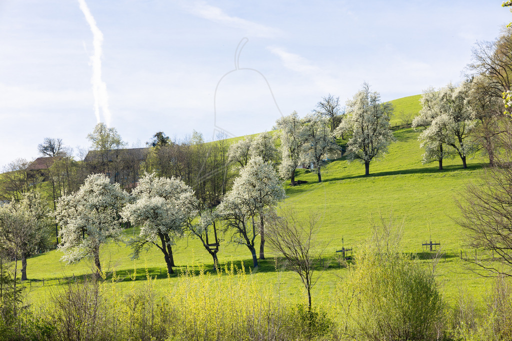 Birnbaumbluete_Mostviertel_2024_Mostdirn_Irmgard_Wieser-8174 | Ihre Fotografin im Lungau, ihre Fotografin im Mostviertel, Wandbilder Onlineshop, Imagefotos für Ihr Unternehmen,  - Realisiert mit Pictrs.com