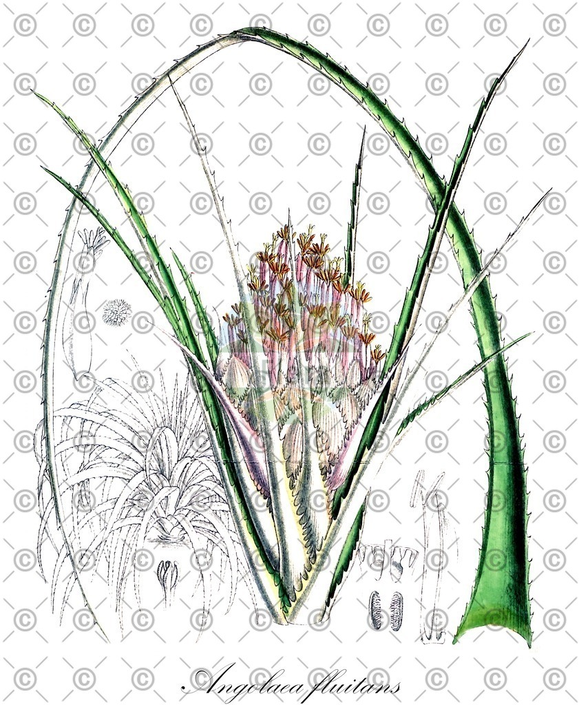 HistAbb_wfo-0000536542_87_ENZY_Simple | Historische Abbildung von Angolaea fluitans - Podostemaceae | Historical Illustration of Angolaea fluitans - Podostemaceae