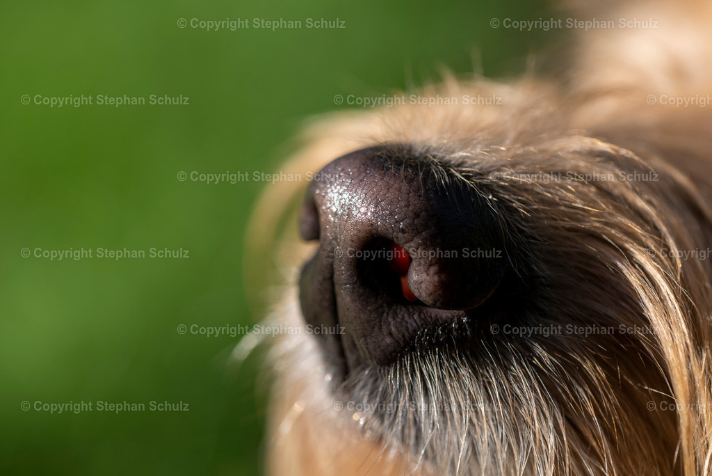 Hundenase | Die Nase eines Hundes (Mini Goldendoodle).  - Realisiert mit Pictrs.com