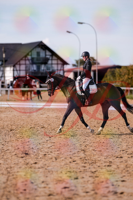 2026_10_03_Siefer-Hof_132604_Z81_78700011 | Professionelle Reitsport-, Turnier- und Eventfotografie von Robert Broda. Galerien mit ausgewählten und bearbeiteten Bildern direkt online ansehen und bestellen.