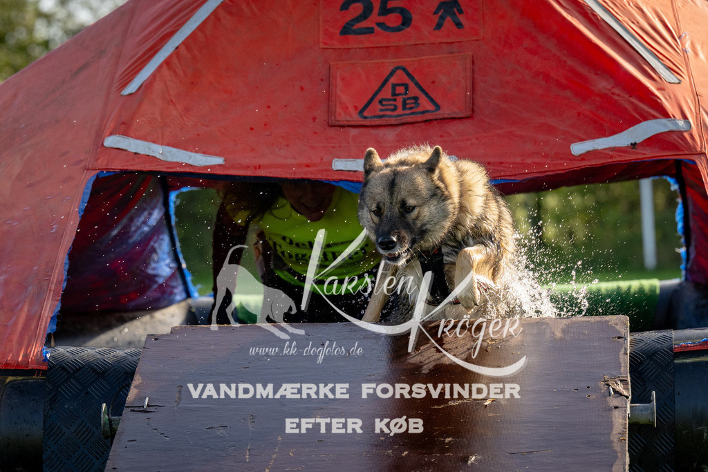 1111-91790 | kk-dogfotos