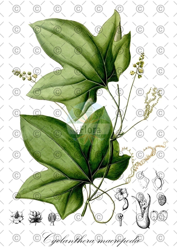 HistAbb_wfo-0000764861_1_ENZY_Simple | Historische Abbildung von Cyclanthera macropoda - Cucurbitaceae | Historical Illustration of Cyclanthera macropoda - Cucurbitaceae