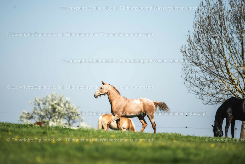 20210426_Pferd-auf-Koppel_0051 | equistock