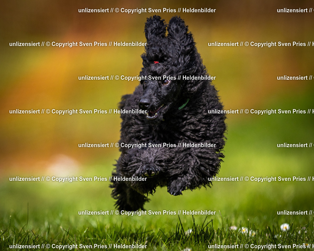 Sven Pries | 2025-04-13 - Hunderennen Baden-Baden - Realisiert mit Pictrs.com