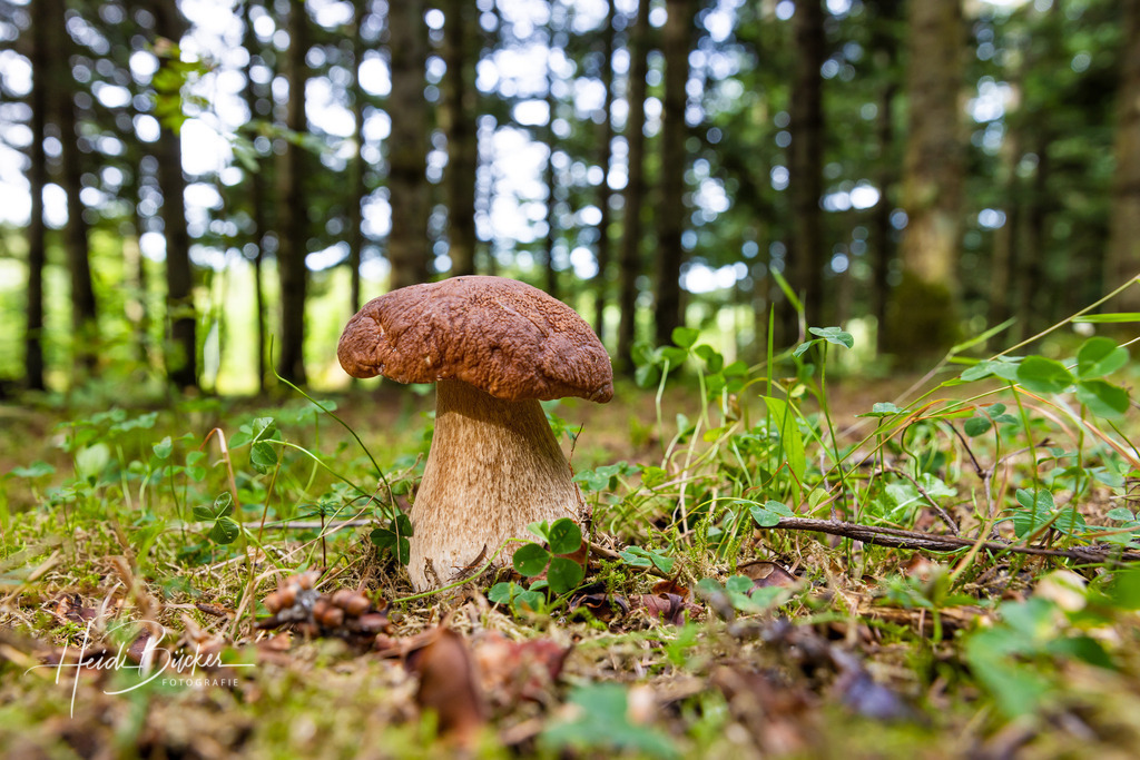 Waldpilz | Waldpilz - Realisiert mit Pictrs.com