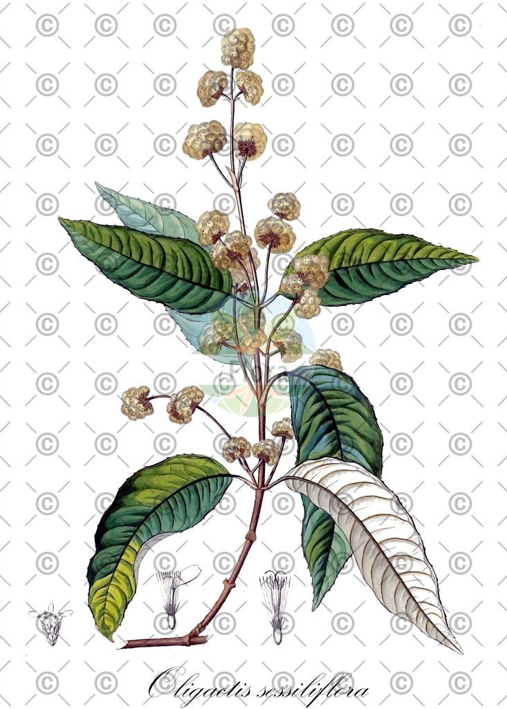 HistAbb_wfo-0000007765_1_ENZY_Simple | Historische Abbildung von Oligactis sessiliflora - Asteraceae | Historical Illustration of Oligactis sessiliflora - Asteraceae