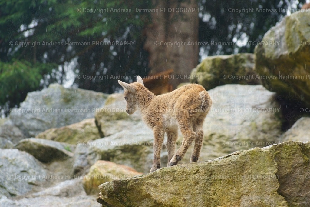 Steinbock Jungtier | Steinbock Jungtier - Realisiert mit Pictrs.com