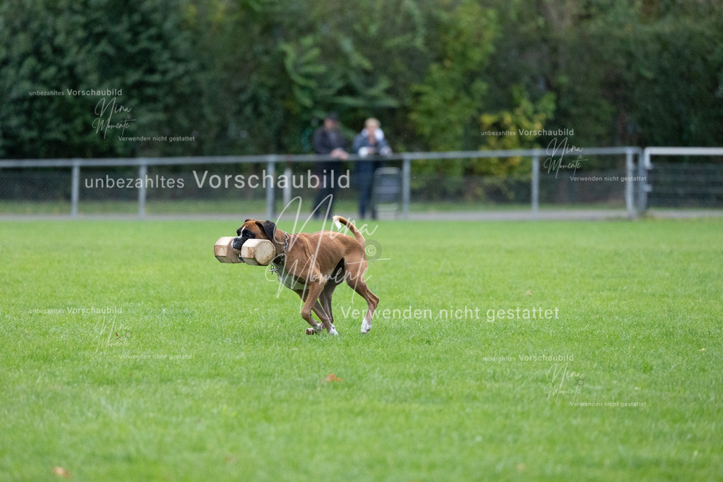 _16A4676 | Einzigartige Fotos von Hunden & Menschen –Actionfotos, Portraits, Vereinsaufnahmen & Paarshootings – authentisch, lebendig & mit Herz.