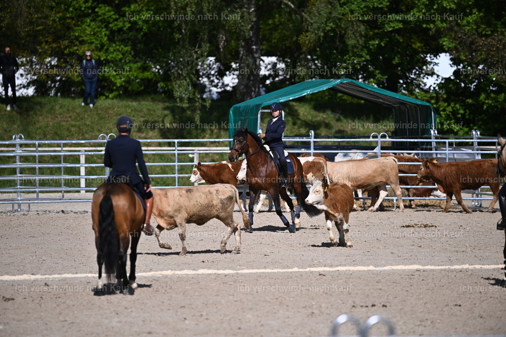 PI26_COW_Sara Landvogt226_7171.JPG | working equitationturnier fotograf videograf stoibphotography marixx film working equitation deutschland reitsport turnierfotografie eventfotografie equestrian events