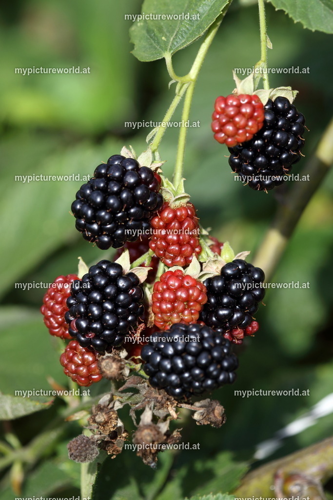 Brombeere-015 | Das Bilderarchiv über Tiere, Planzen und Landschaften. In der Bilddatenbank finden Sie ein große Auswahl an hochwertigen Bilder für Ihre Werbung - Realisiert mit Pictrs.com