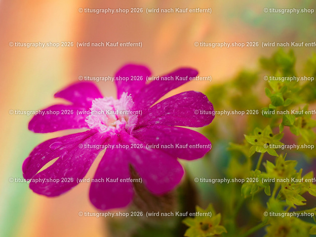 titusgraphy_P6277556-vz-ln | titusgraphy-shop: Geschenkideen mit Qualitätsfotos. titusgraphy-shop: gift ideas with quality photos. titusgraphy-shop: idées cadeaux avec photos de qualité.  - Realisiert mit Pictrs.com