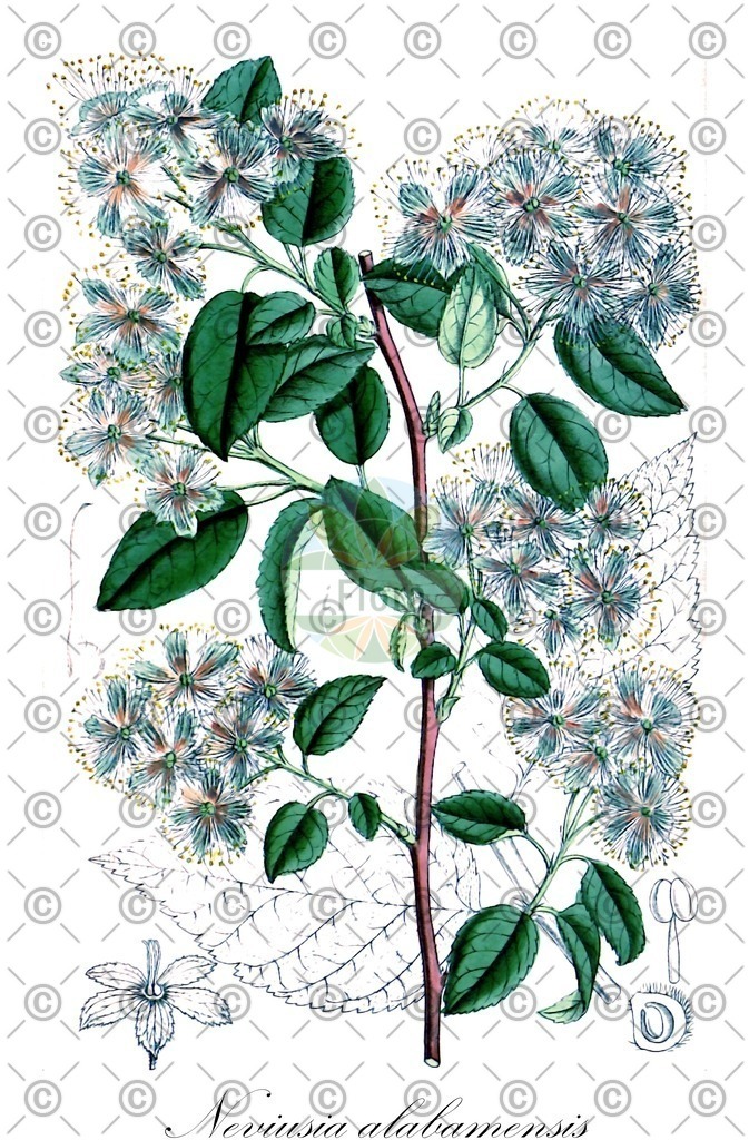 HistAbb_wfo-0000251840_1_ENZY_Simple | Historische Abbildung von Neviusia alabamensis - Rosaceae (Schneelocke) | Historical Illustration of Neviusia alabamensis - Rosaceae
