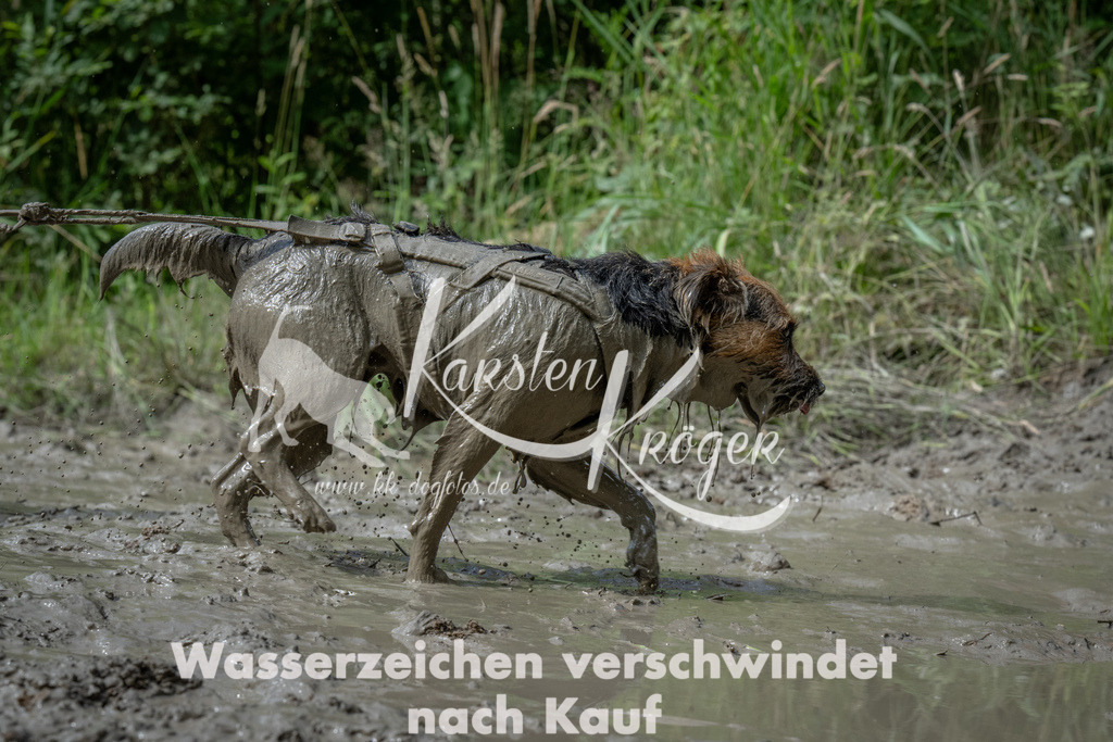 1023_ZZ92541 | kk-dogfotos