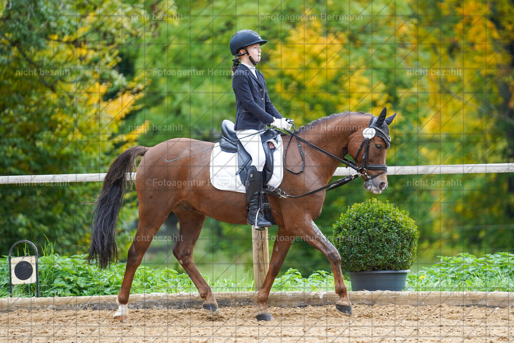 20221008-FAH01406 | Diessen am Ammersee, 2022, Dressur- und Springturnier, Reitsportbilder, Turnierfotografen Bayern, Pferdefotografen, Fotoagentur Herrmann, Turnierbilder