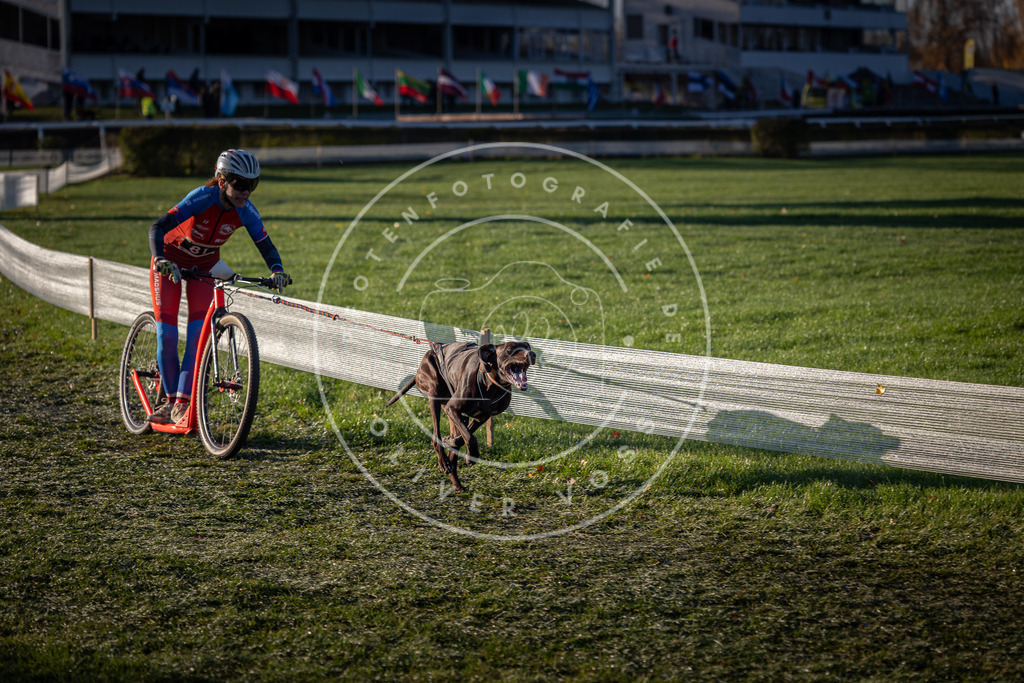 CaniXpix_0L8A3396 | Hundefotografie, Tierfotograf, Pfotenfotografie, Fotoshooting Hund, Hunde Portrait, Hundesport, Hundeportraits, Heideshooting, Hunde, Sportfotograf, Hundefotograf, Turnierhundsport, THS,  - Realisiert mit Pictrs.com