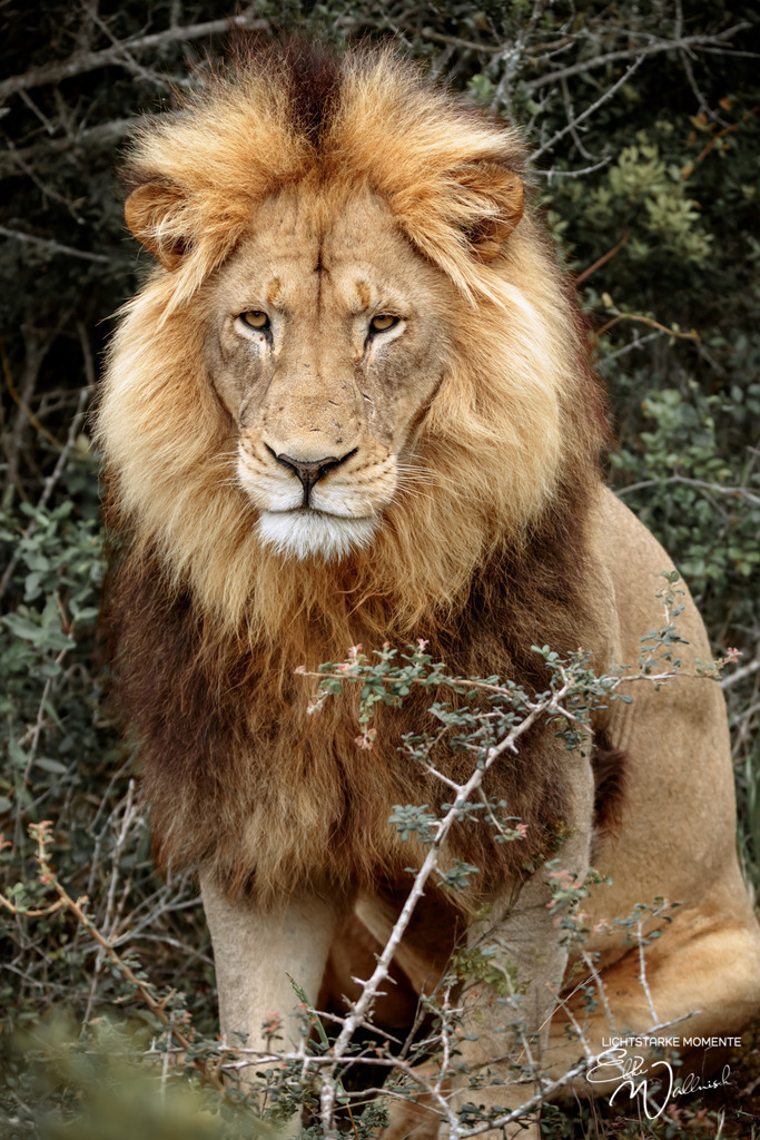 20231011-075600 SOUTHAFRIKA_-1 | Herzlich willkommen auf meiner Seite! Ich bin Elke Wallnisch, Deine Fotografin für lichtstarke Momente. Der Name steht für alles, was mich mit der Fotografie verbindet: Das Licht und seine machtvolle Wirkung auf eine Situation oder unsere Stimmung - Realisiert mit Pictrs.com