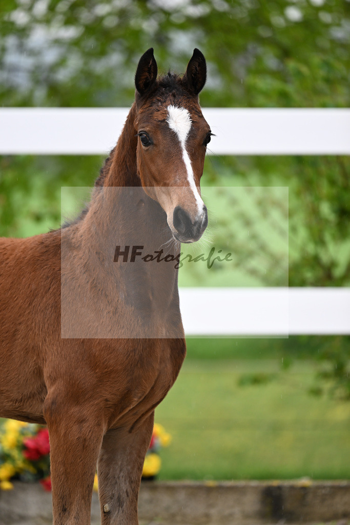 Kat-Nr. 52 SF Lindenberg x Finnigan_Wiedemann_23261387 | hf-fotografie - Realisiert mit Pictrs.com