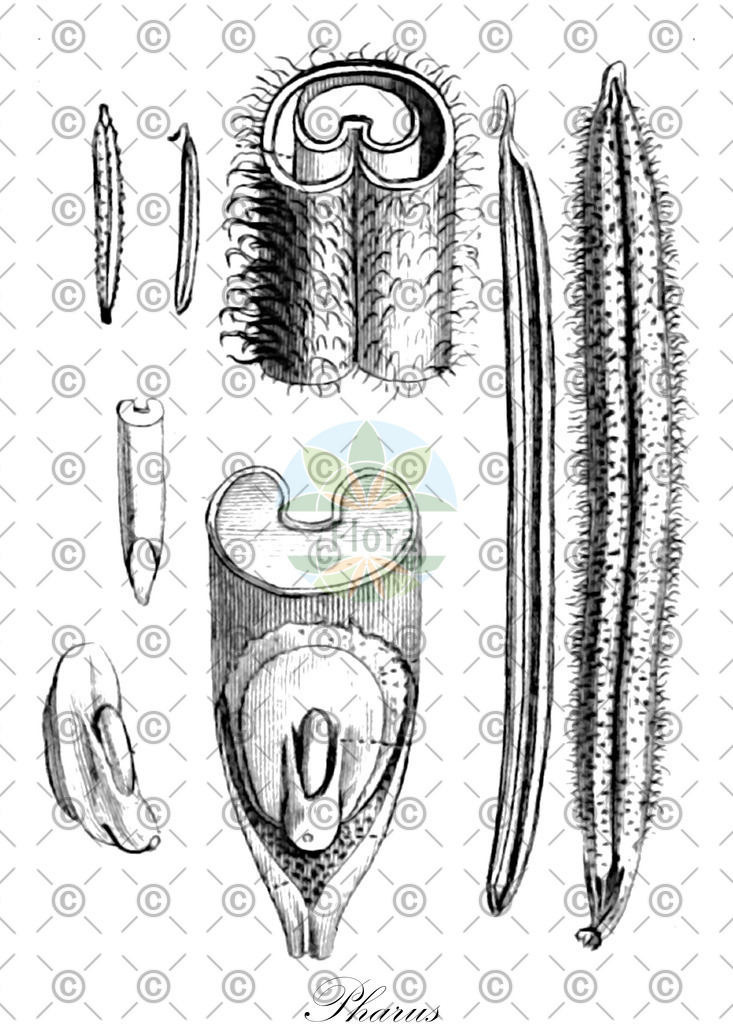 HistAbb_EMP_22039_SRC_Schlechtendal_FLORAD_SIMPLE | Historische Abbildung von Pharus - Poaceae | Historical Illustration of Pharus - Poaceae