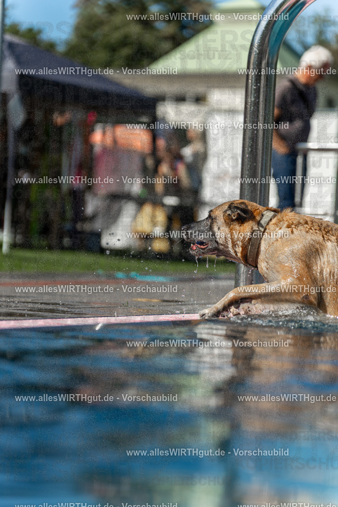 Hundeschwimmen_Volksbad_2026-allesWIRTHgut_Tierfotografie-2609061201-111147-7R500108 | Professionelle Tierfotografie in Mönchengladbach von Daniel Wirth (allesWIRTHgut). Liebevolle & natürliche Bilder von Hunden & Katzen für unvergessliche Erinnerungen.