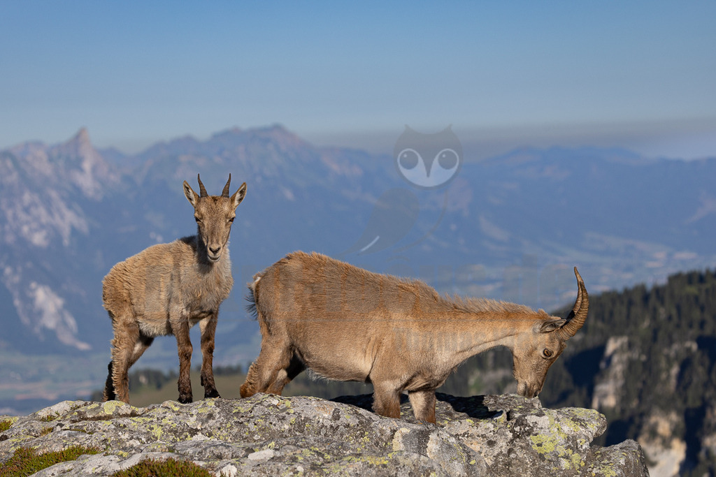 _5NF6590_20250710 | Zwei Gämsen stehen auf einem Felsvorsprung in den Alpen. Die ältere Gämse, vermutlich ein Weibchen, steht aufrecht und blickt direkt in die Kamera. Ihr Fell ist braun und dicht, und ihre Hörner sind kurz und leicht gebogen. Die jüngere Gämse befindet sich am Felsvorsprung und scheint dort nach Futter zu suchen. Die Landschaft im Hintergrund ist atemberaubend, mit sanften Hügeln und schneebedeckten Gipfeln, die sich bis zum Horizont erstrecken. Die Szene fängt die Schönheit und Wildheit der Alpenlandschaft ein. - Realisiert mit Pictrs.com