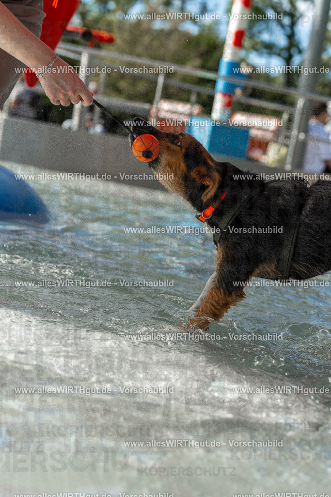Hundeschwimmen_Volksbad_2026-allesWIRTHgut_Tierfotografie-2609061407-7R501030 | Professionelle Tierfotografie in Mönchengladbach von Daniel Wirth (allesWIRTHgut). Liebevolle & natürliche Bilder von Hunden & Katzen für unvergessliche Erinnerungen.