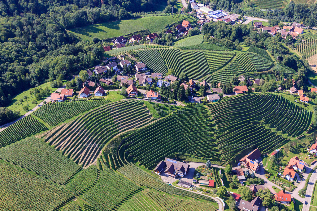 Luftbild: Weinbergsteilhänge im Eichwald im Ortsteil Büchelbach in Sasbachwalden im Bundesland Baden-Württemberg in Deutschland. Foto: IMG_31495.jpg vom 09.08.2010 durch Werner Riehm/FLY-FOTO.de