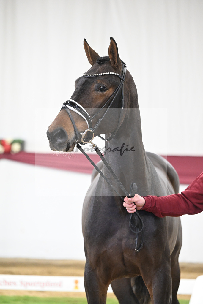 Kat-Nr. 139 Escolar x Rubin-Royal_2M2 Horese I Bastad AB_47250305 | hf-fotografie - Realisiert mit Pictrs.com