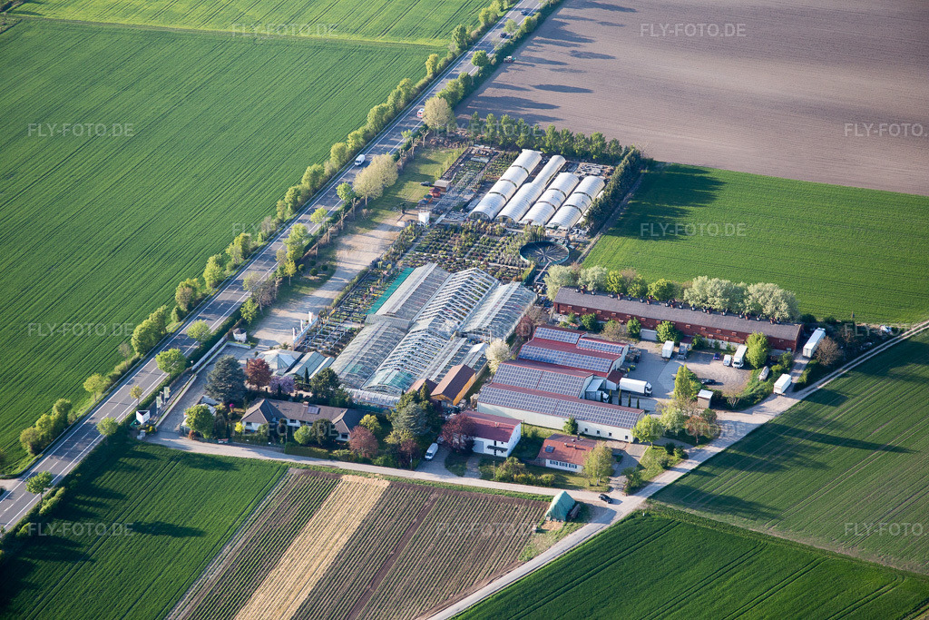 Luftbild: Gärtnerei Tils im Ortsteil Rheindürkheim in Worms im Bundesland Rheinland-Pfalz in Deutschland. Foto: IMG_077605.jpg vom 23.04.2015 durch Werner Riehm/FLY-FOTO.de