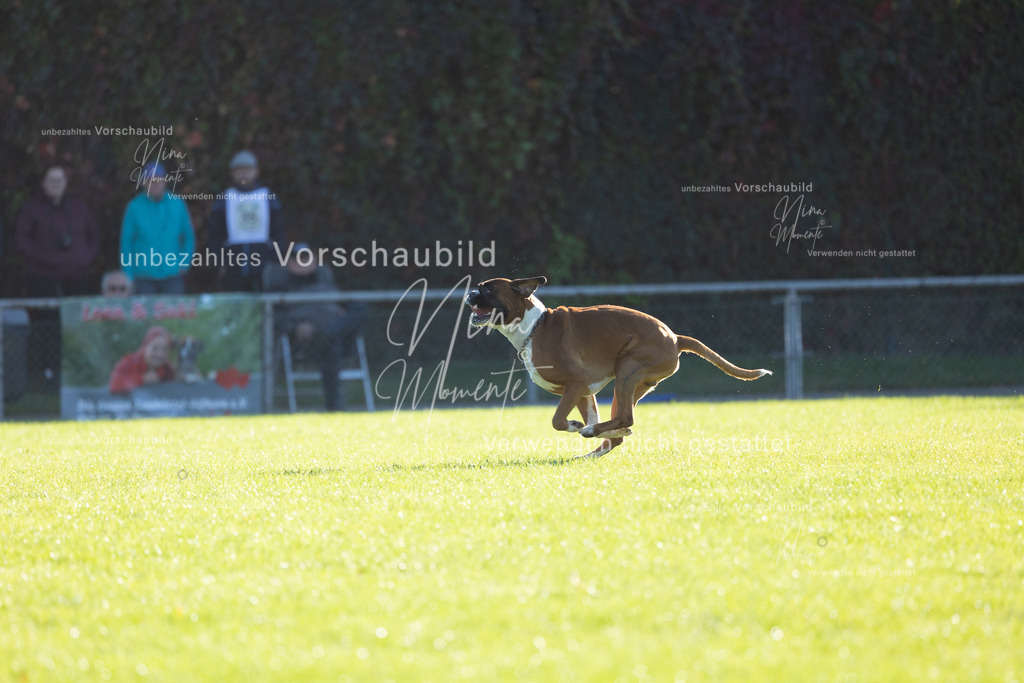 _16A4873 | Einzigartige Fotos von Hunden & Menschen –Actionfotos, Portraits, Vereinsaufnahmen & Paarshootings – authentisch, lebendig & mit Herz.