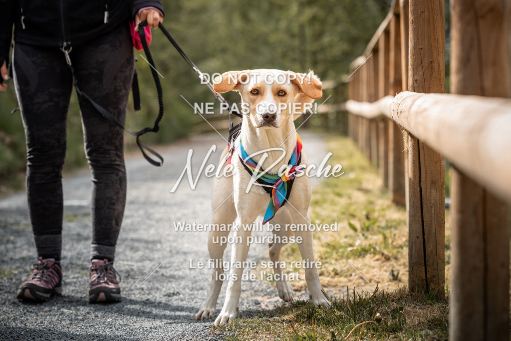 nelerasche_SaAbends_102 | nelerasche