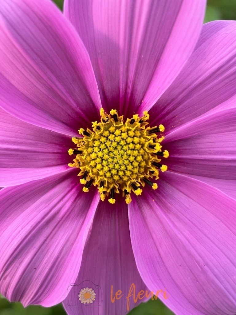 Kosmee | Dies ist der Shop von Florian Blum - le fleuri. Langenthal, Bern, SchweizSie können hier meine oder ihre eigenen Fotos als Fotoprodukte kaufen. Tassen, Schlüsselanhänger, Taschen etc. können Sie hier gestalten.  - Realisiert mit Pictrs.com