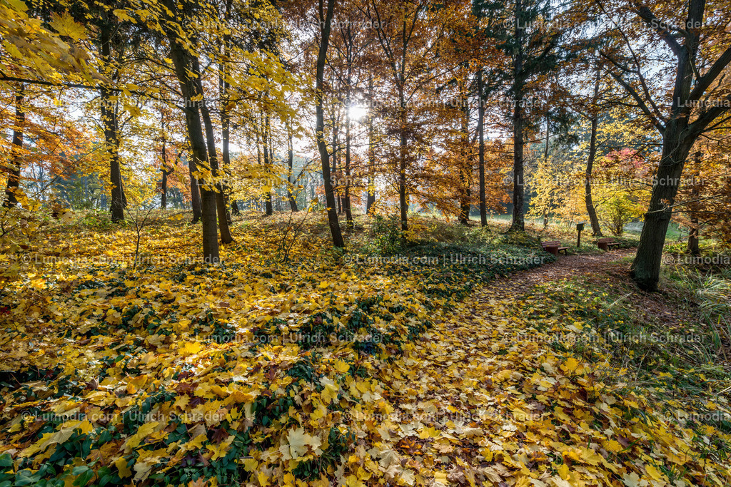 10049-4585 - Landschaftspark Degenershausen | Stockfoto und Bilderpool mit Bildmaterial aus Deutschland, dem Harz, Halberstadt, Quedlinburg, Wernigerode und weltweit. Qualitativ hochwertige und professionelle Fotos anschauen und kaufen. - Realisiert mit Pictrs.com