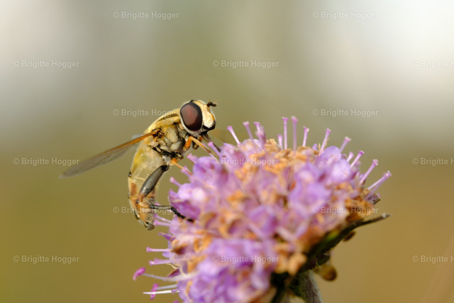 Kalender (4 von 36) | Landschaft, ICM-Fotografie, Natur, Sonnenaufgang, Chiemsee, Sonnenuntergang
 - Realisiert mit Pictrs.com