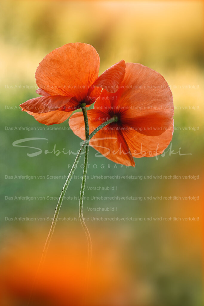 Du und ich  | Zwei umschlungene Mohnblumen auf der Wiese im verträumten look - Realisiert mit Pictrs.com