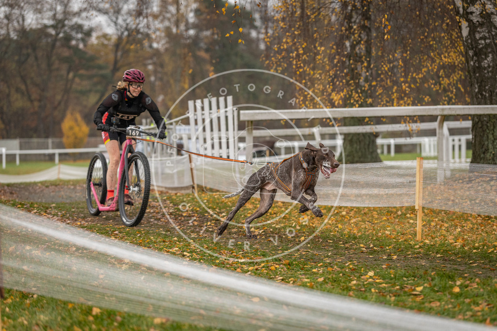 CaniXpix_DV3A8331 | Hundefotografie, Tierfotograf, Pfotenfotografie, Fotoshooting Hund, Hunde Portrait, Hundesport, Hundeportraits, Heideshooting, Hunde, Sportfotograf, Hundefotograf, Turnierhundsport, THS,  - Realisiert mit Pictrs.com