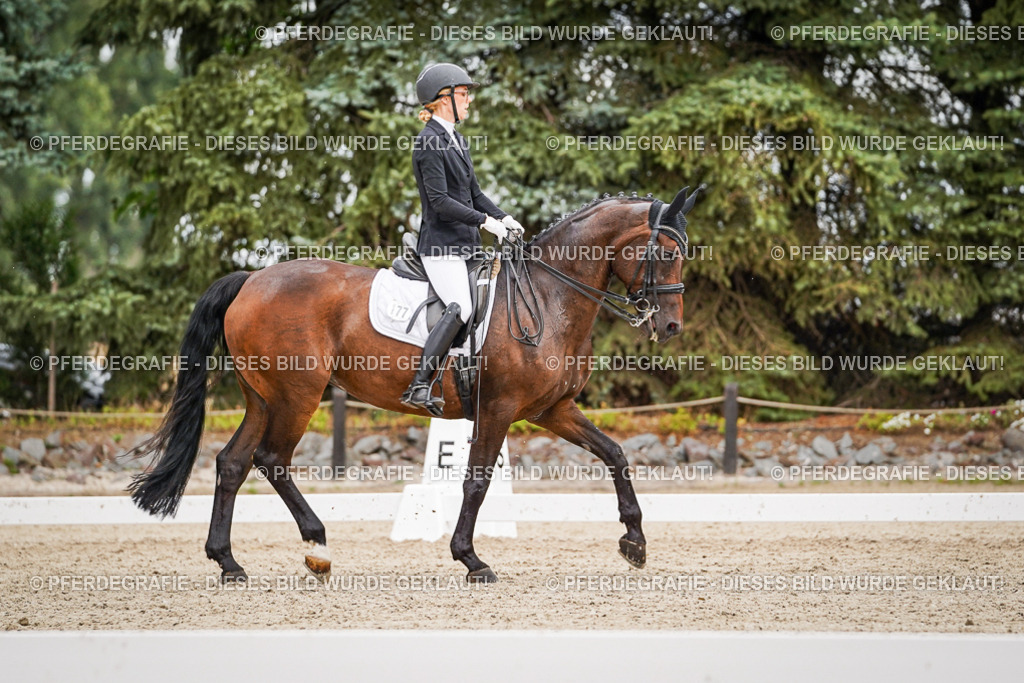 DSC04640 | Pferdegrafie