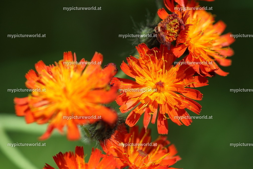 Orangerotes Habichtskraut-004 | Das Bilderarchiv über Tiere, Planzen und Landschaften. In der Bilddatenbank finden Sie ein große Auswahl an hochwertigen Bilder für Ihre Werbung - Realized with Pictrs.com