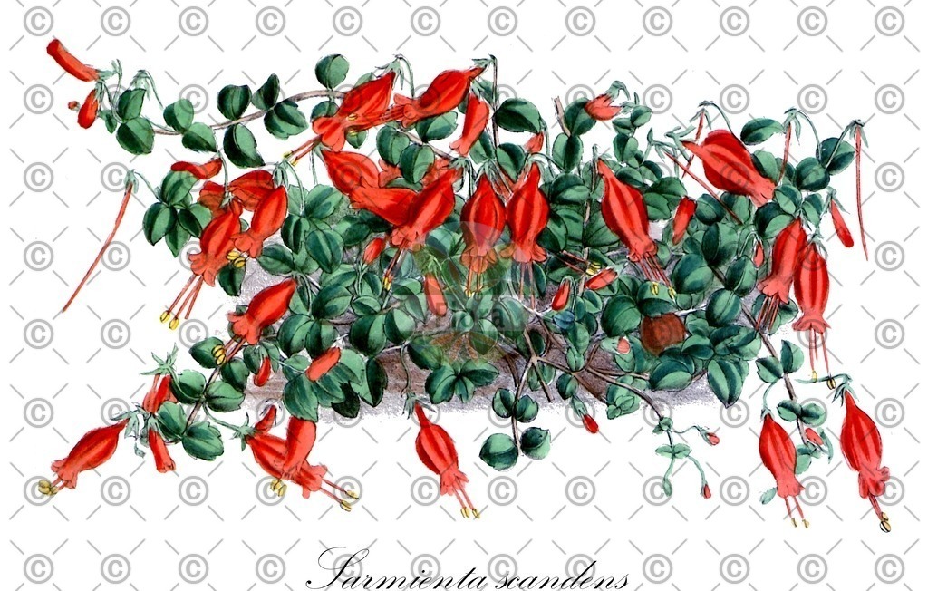 HistAbb_wfo-0000493567_1_ENZY_Simple | Historische Abbildung von Sarmienta scandens - Gesneriaceae | Historical Illustration of Sarmienta scandens - Gesneriaceae