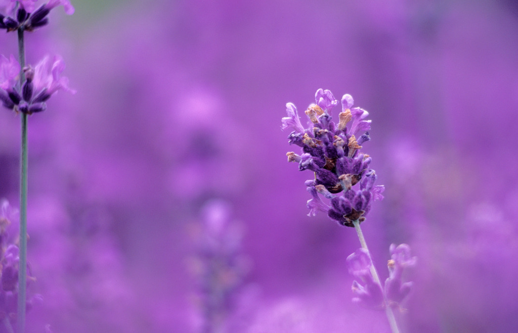 Lavendel | Frankreich - July 14, 2008: Lavendel. - Realisiert mit Pictrs.com