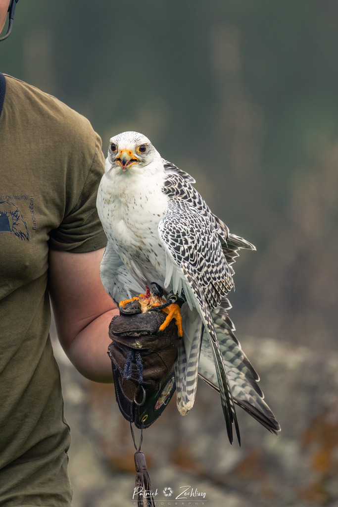 Greifvogl-Zöchling (5 von 23) | Mein Name ist Patrick Zöchling. Auf dieser Website siehst Du meine Projekte als Fotograf und kannst Dir Deine Fotos in Galerien ansehen und herunterladen. Über einen Webshop kannst Du Bilder ausarbeiten, auf T-Shirt drucken usw. - Realisiert mit Pictrs.com