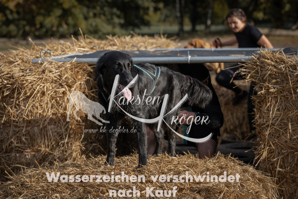 1032_ZZ98631 | kk-dogfotos