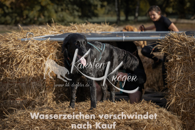 1032_ZZ98631 | kk-dogfotos