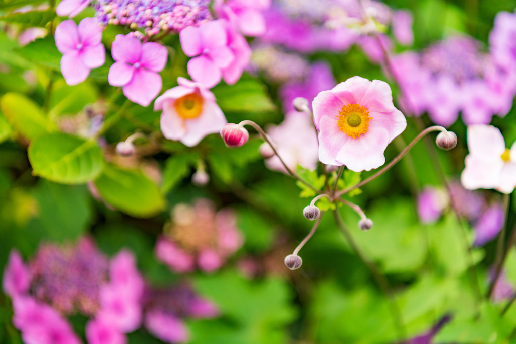 2022_07_10_HH-OEVELGOENNE_MCP0758 | Hochwertig gedruckte Fotografien für die Wand, als Kalender und zum Verschenken. Hamburg & Norddeutschland und überall wo ich mit der Kamera unterwegs war.